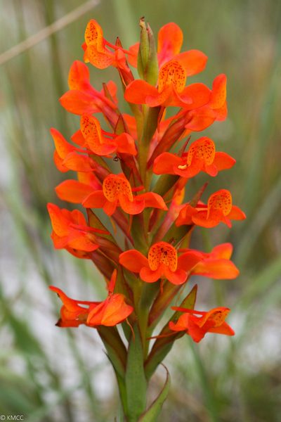 Disa incarnata, photographed by Stuart Cable