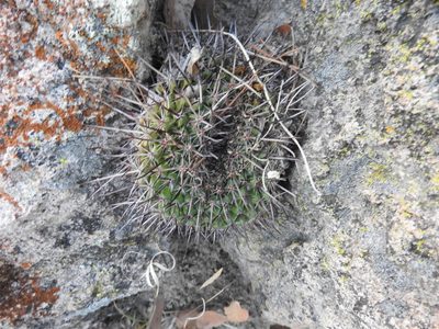 Mammillaria gigantea, photographed by Oscar Alejandro Morales Juárez