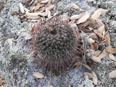 Mammillaria gigantea, photographed by Oscar Alejandro Morales Juárez