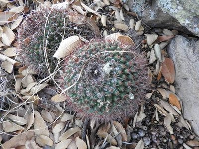Mammillaria gigantea, photographed by Oscar Alejandro Morales Juárez