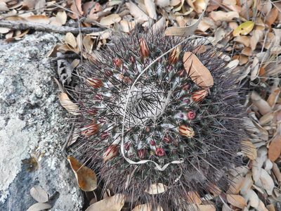Mammillaria gigantea, photographed by Oscar Alejandro Morales Juárez