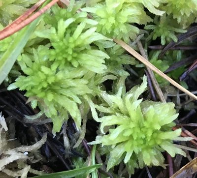 Sphagnum pacificum, photographed by Caleb Catto