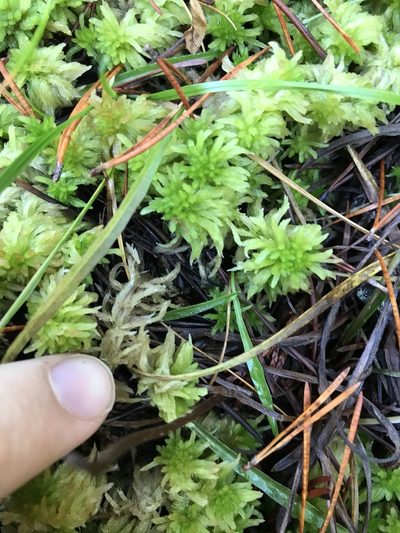 Sphagnum pacificum, photographed by Caleb Catto