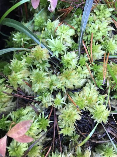 Sphagnum pacificum, photographed by Caleb Catto