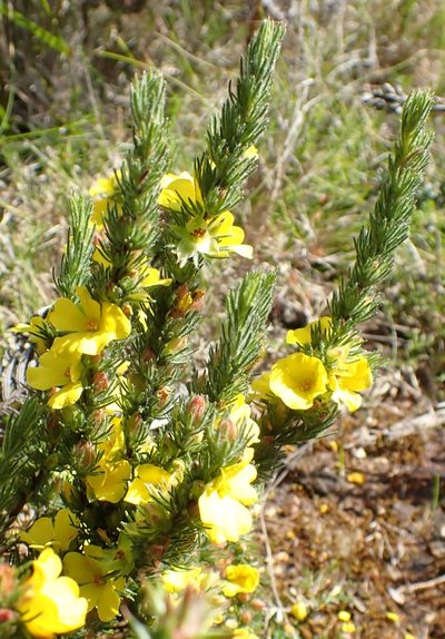 Hibbertia prostrata, photographed by corunastylis
