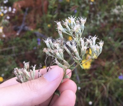 Eupatorium pilosum, photographed by Jessica