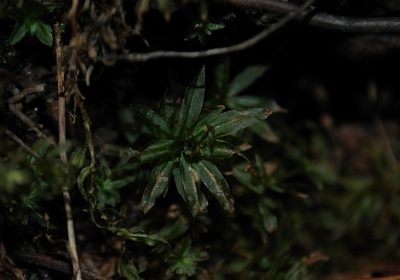 Atrichum crispum, photographed by Zihao Wang