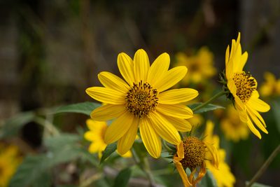 Helianthus grosseserratus, photographed by Kyle M. Simpson