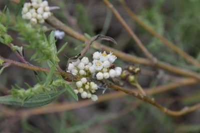 Cuscuta pentagona, photographed by Dan Johnson
