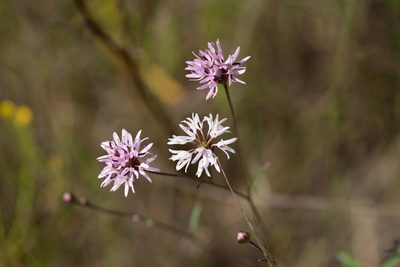 Palafoxia rosea, photographed by Kyle M. Simpson