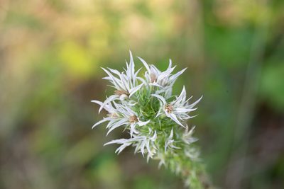 Liatris hesperelegans, photographed by Kyle M. Simpson