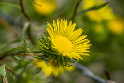 Grindelia lanceolata, photographed by Kyle M. Simpson