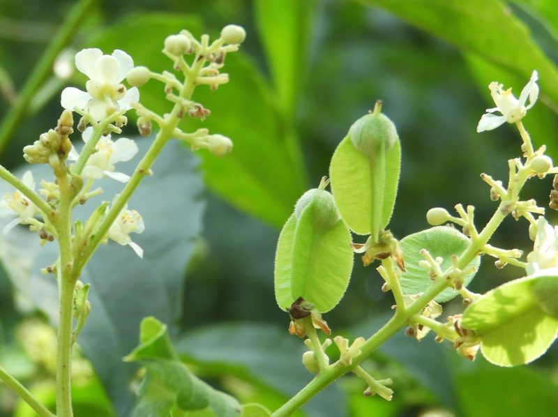 Serjania racemosa, photographed by Francisco Farriols Sarabia