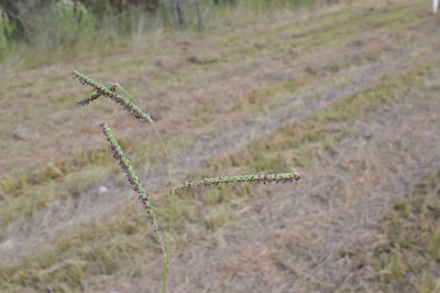 Paspalum plicatulum, photographed by Dan Johnson