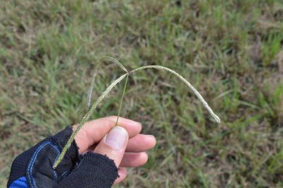 Stapfochloa canterae, photographed by Dan Johnson