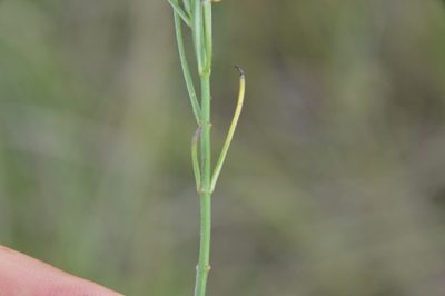 Asclepias linearis, photographed by Dan Johnson