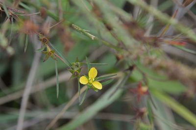 Ludwigia linearis, photographed by Dan Johnson