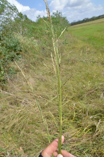 Coleataenia longifolia, photographed by Dan Johnson