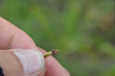Rhynchospora corniculata, photographed by Dan Johnson
