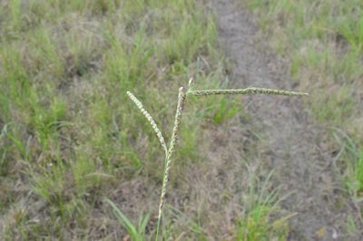Paspalum plicatulum, photographed by Dan Johnson