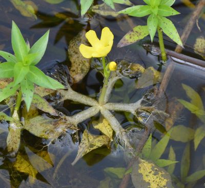 Utricularia radiata, photographed by Dan Johnson