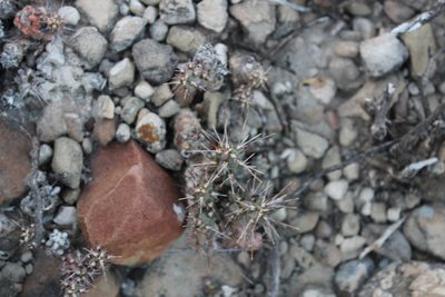 Grusonia bulbispina, photographed by Francisco Martínez González