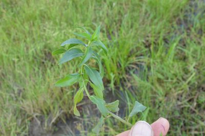 Hydrolea ovata, photographed by Dan Johnson