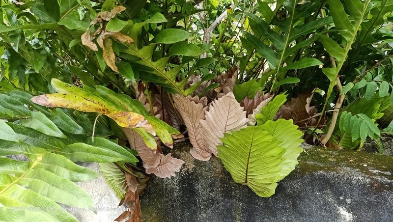 Drynaria quercifolia, photographed by Ong Jyh Seng