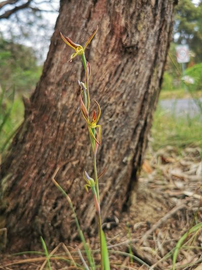 Lyperanthus suaveolens, photographed by Richard Dimon