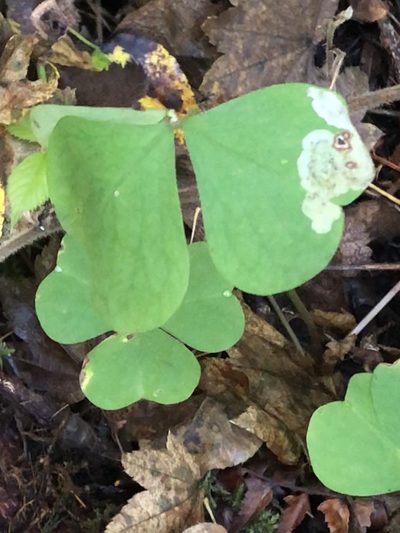 Oxalis trilliifolia, photographed by Jared Shorma
