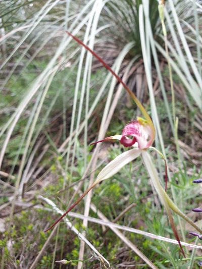 Caladenia behrii, photographed by Rosalie Lawrence
