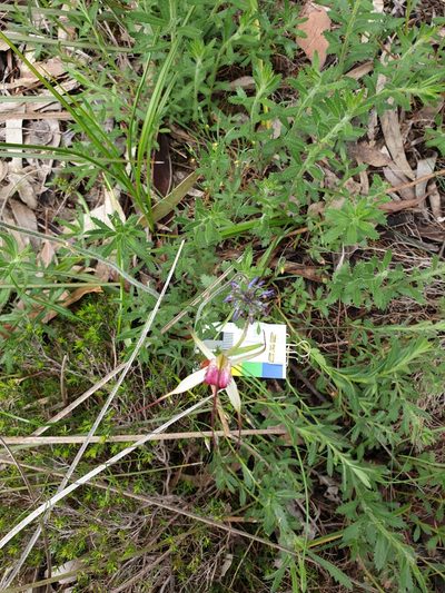 Caladenia behrii, photographed by Rosalie Lawrence