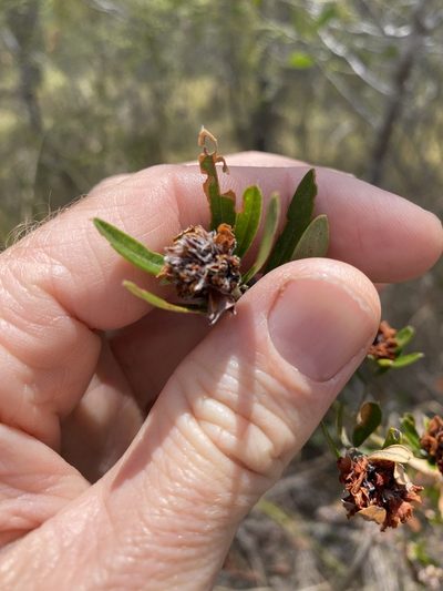 Pultenaea myrtoides, photographed by Greg Tasney