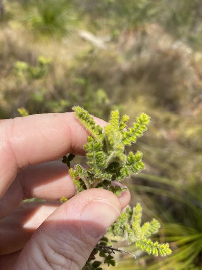 Dodonaea rupicola, photographed by Greg Tasney