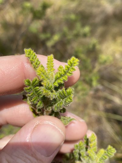 Dodonaea rupicola, photographed by Greg Tasney