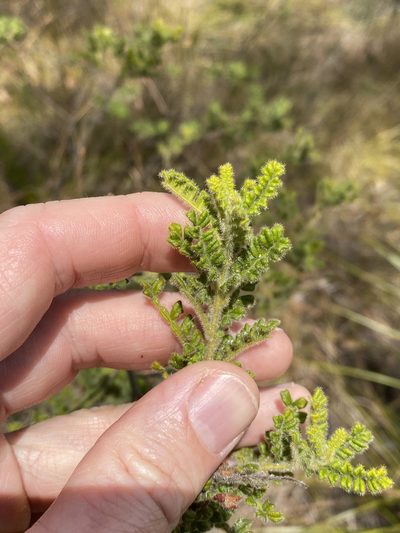 Dodonaea rupicola, photographed by Greg Tasney