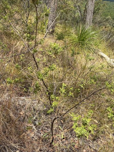 Dodonaea rupicola, photographed by Greg Tasney