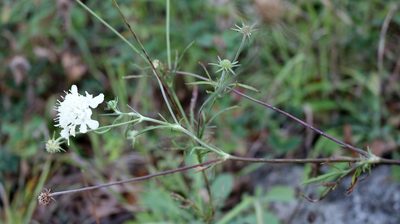 Scabiosa bipinnata, photographed by Юрий Данилевский (Yuriy Danilevsky)