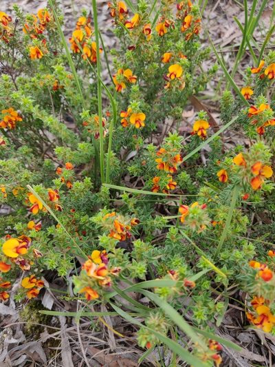 Pultenaea procumbens, photographed by Donald Hobern