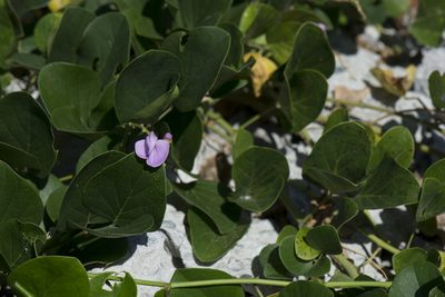 Canavalia lineata, photographed by Licheng Shih