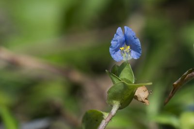 Commelina auriculata, photographed by Licheng Shih