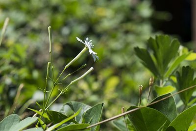 Silene fissipetala, photographed by Licheng Shih