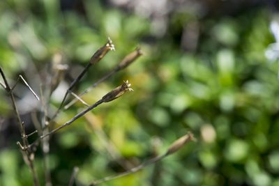 Silene fissipetala, photographed by Licheng Shih