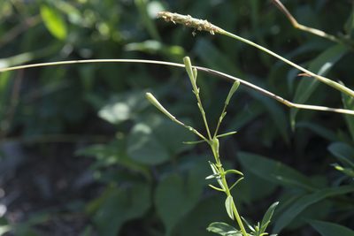 Silene fissipetala, photographed by Licheng Shih