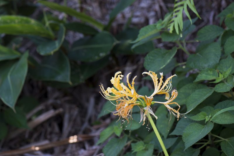 Lycoris aurea, photographed by Licheng Shih