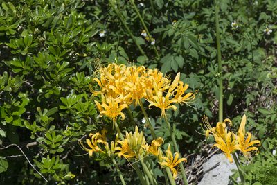 Lycoris aurea, photographed by Licheng Shih