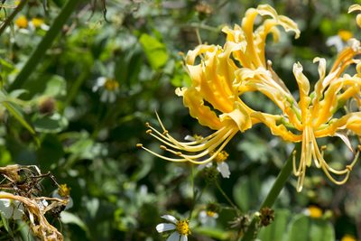 Lycoris aurea, photographed by Licheng Shih
