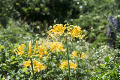 Lycoris aurea, photographed by Licheng Shih