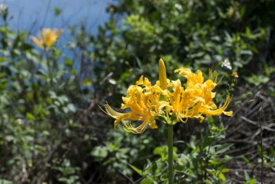Lycoris aurea, photographed by Licheng Shih
