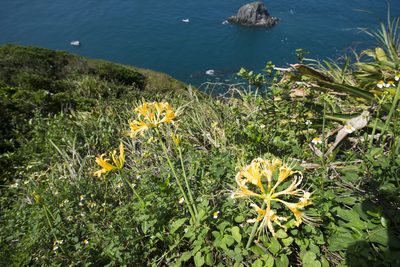 Lycoris aurea, photographed by Licheng Shih